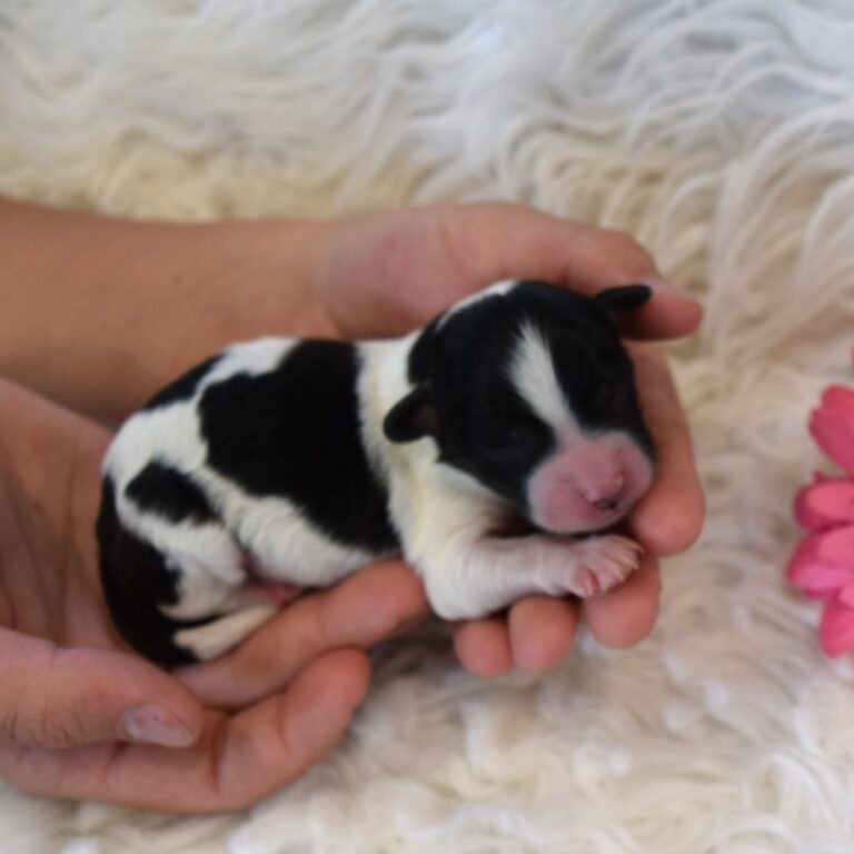 Violet is our F1b Tiny (micro-mini) black tri-color Bernedoodle female