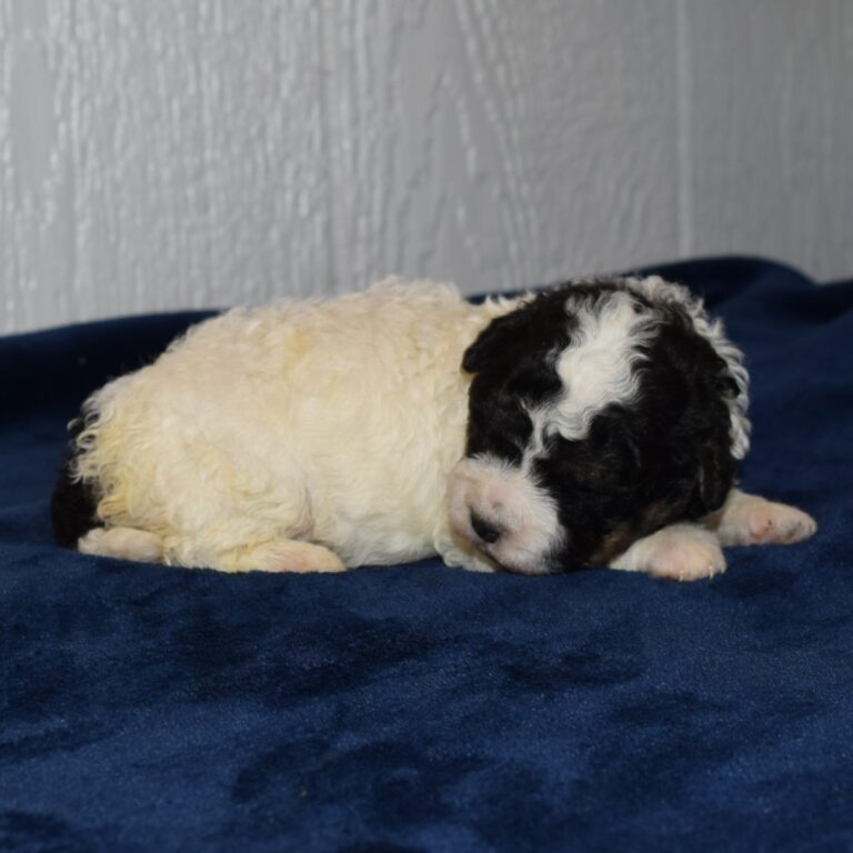 Jasper is our White tri-color F1b Tiny Micro-mini Bernedoodle male