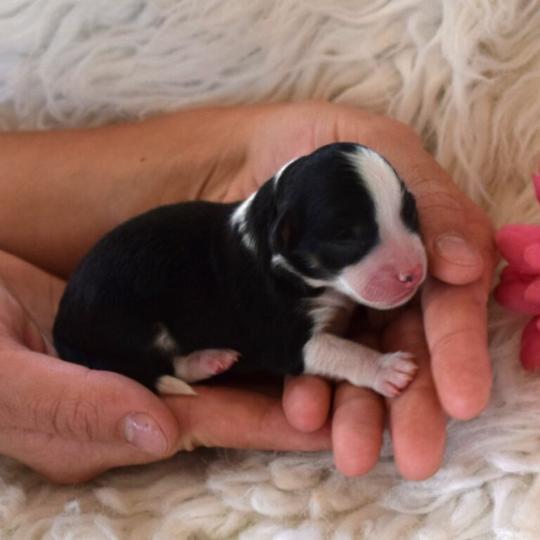 Iris is our F1b Tiny (micro-mini) black tri-color Bernedoodle female