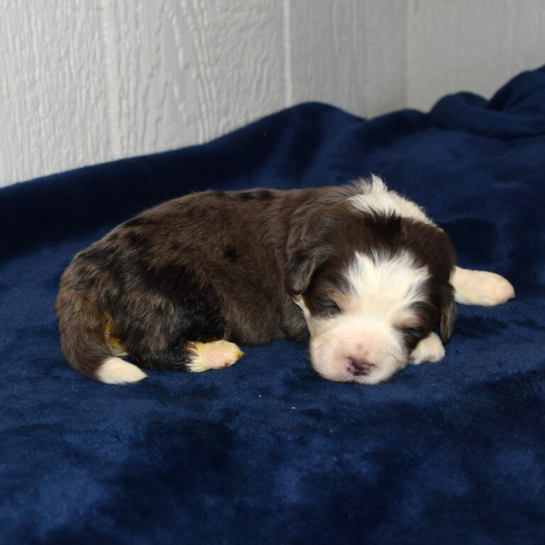 Topaz is our Blue Merle F1b Tiny Micro-mini Bernedoodle male