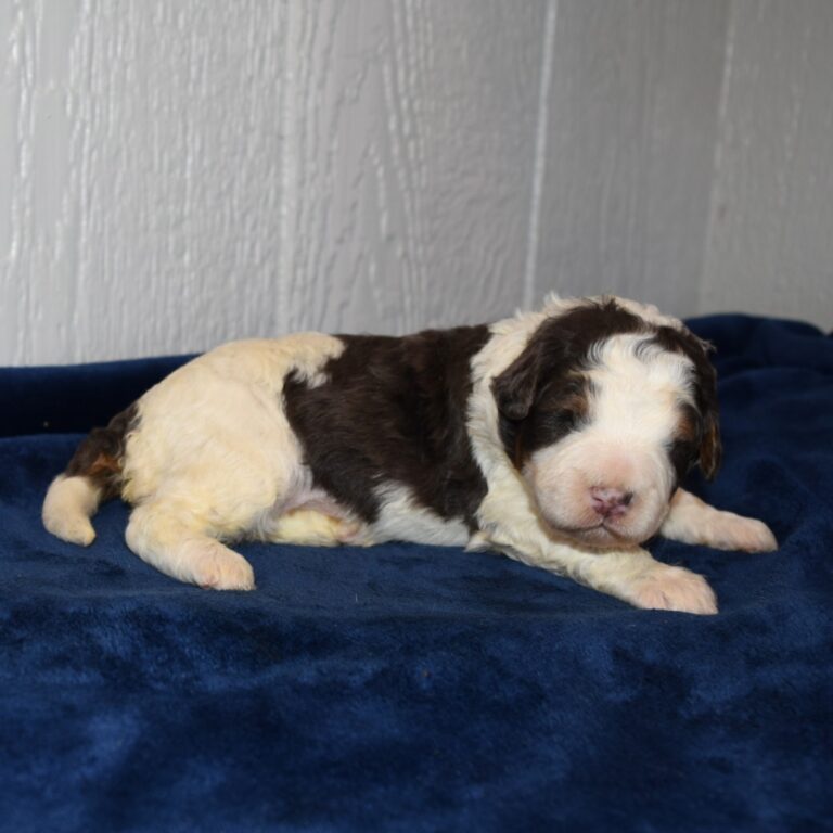 Zircon is our Blue Merle F1b Tiny Micro-mini Bernedoodle male