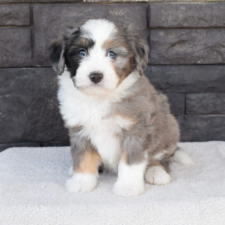 F1b Tiny (micro-mini) blue merle tri-color Bernedoodle female