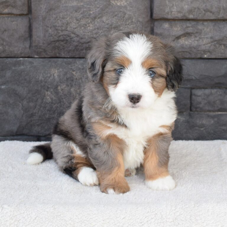 Opal is our Blue Merle F1b Tiny Micro-mini Bernedoodle female