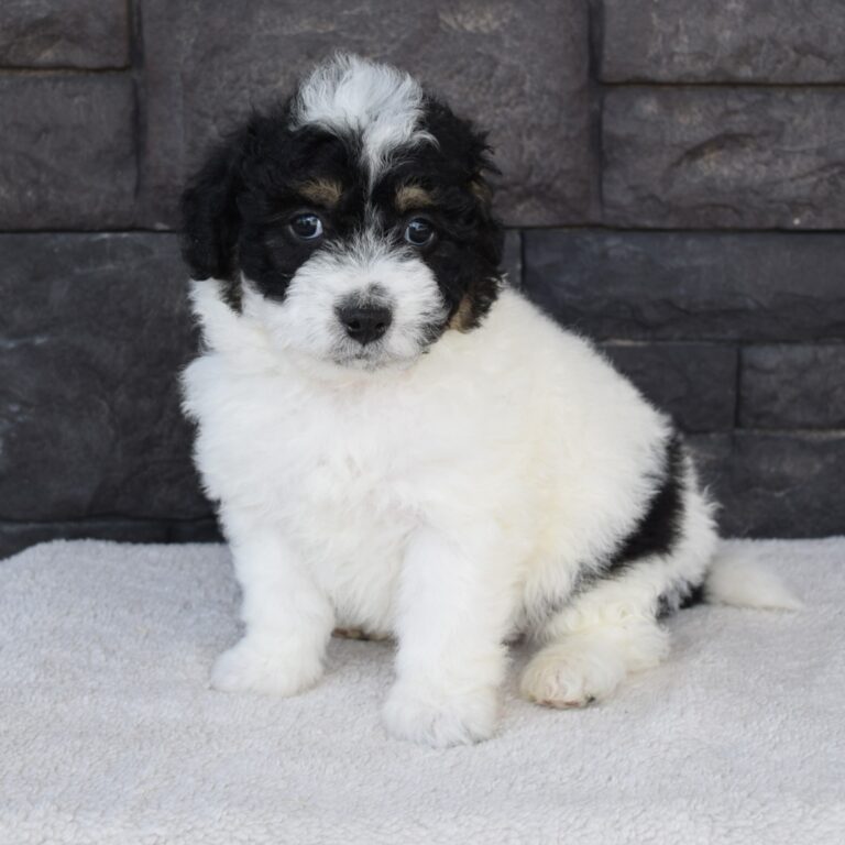 Jasper is our White tri-color F1b Tiny Micro-mini Bernedoodle male