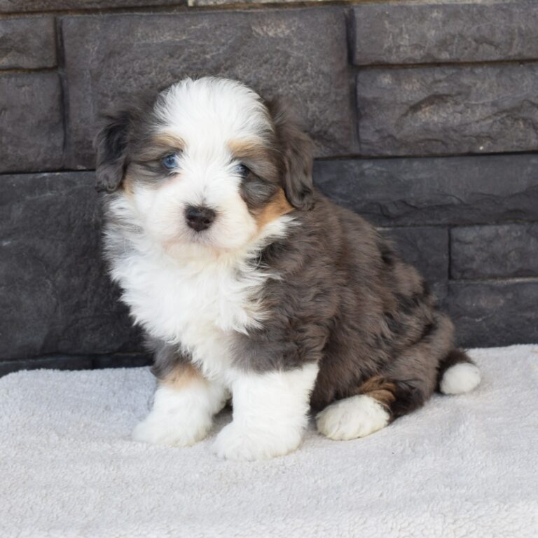 Topaz is our Blue Merle F1b Tiny Micro-mini Bernedoodle male