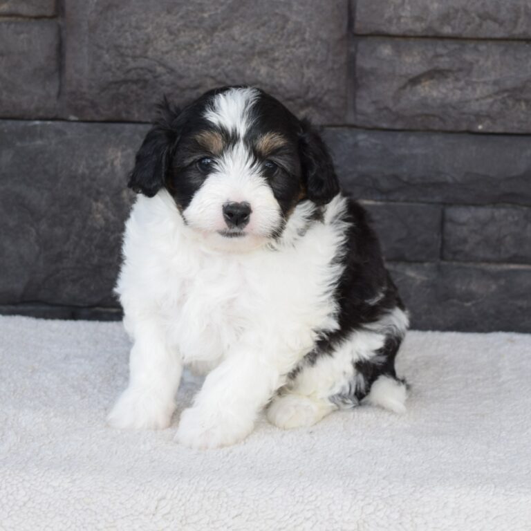 Violet is our F1b Tiny (micro-mini) black tri-color Bernedoodle female