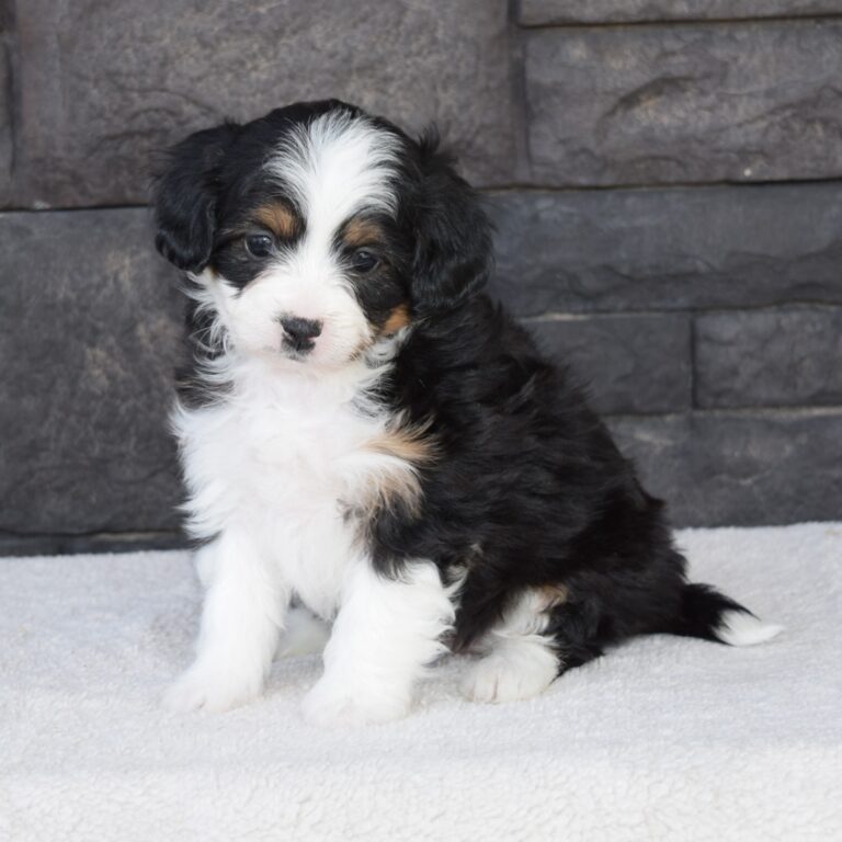 Iris is our F1b Tiny (micro-mini) black tri-color Bernedoodle female