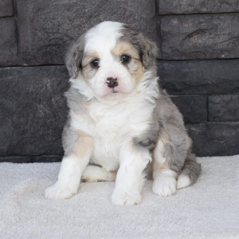 Forest is our F1b Tiny (micro-mini) blue merle tri-color Bernedoodle male