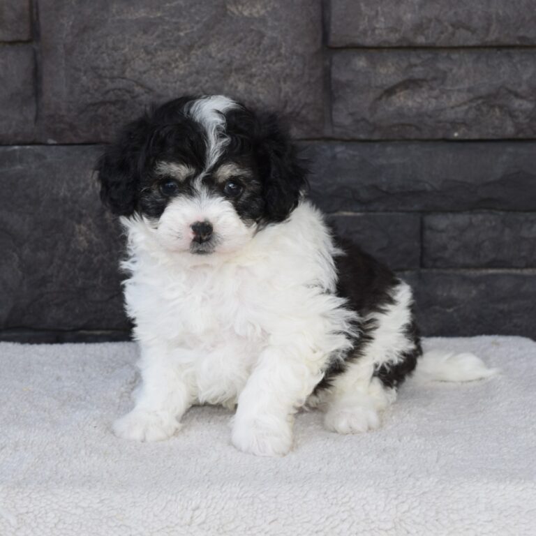 Ridge is our F1b Tiny (micro-mini) black and white tri-color Bernedoodle male
