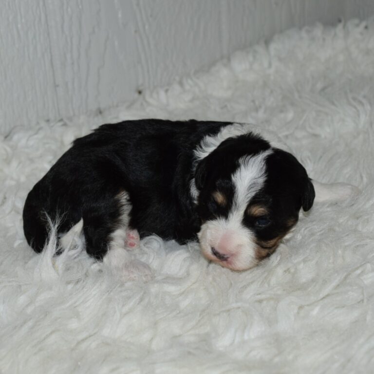 Blossom is our F1b Tiny (micro-mini) black tri-color Bernedoodle female