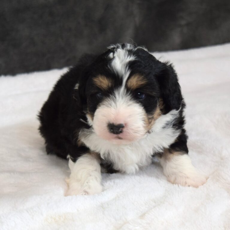 Blossom is our F1b Tiny (micro-mini) black tri-color Bernedoodle female