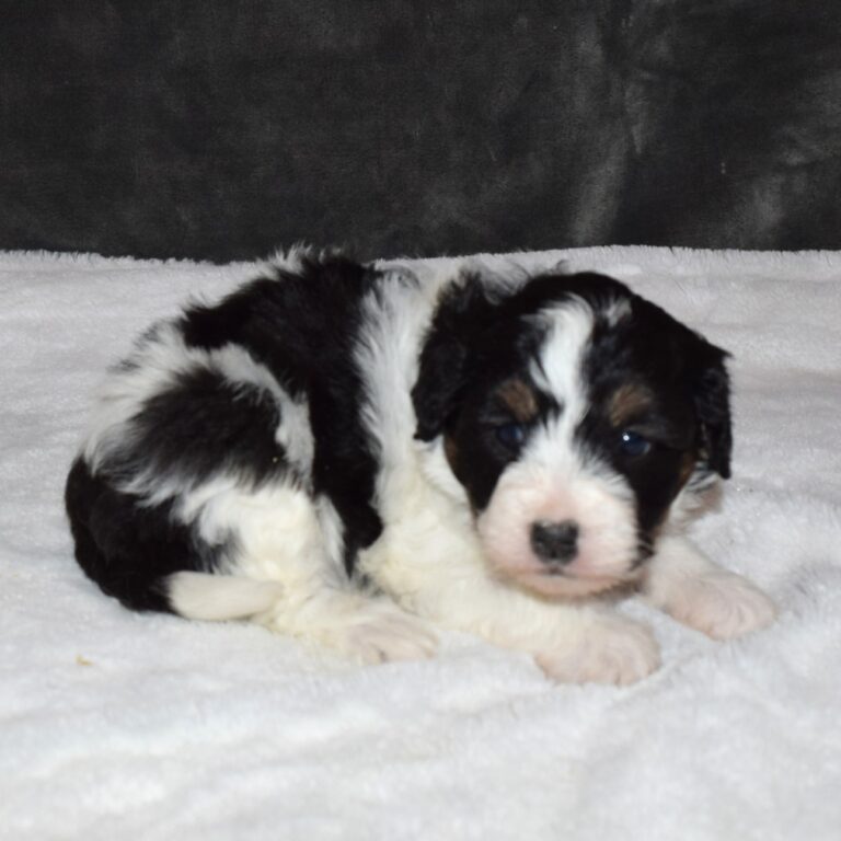 Violet is our F1b Tiny (micro-mini) black tri-color Bernedoodle female