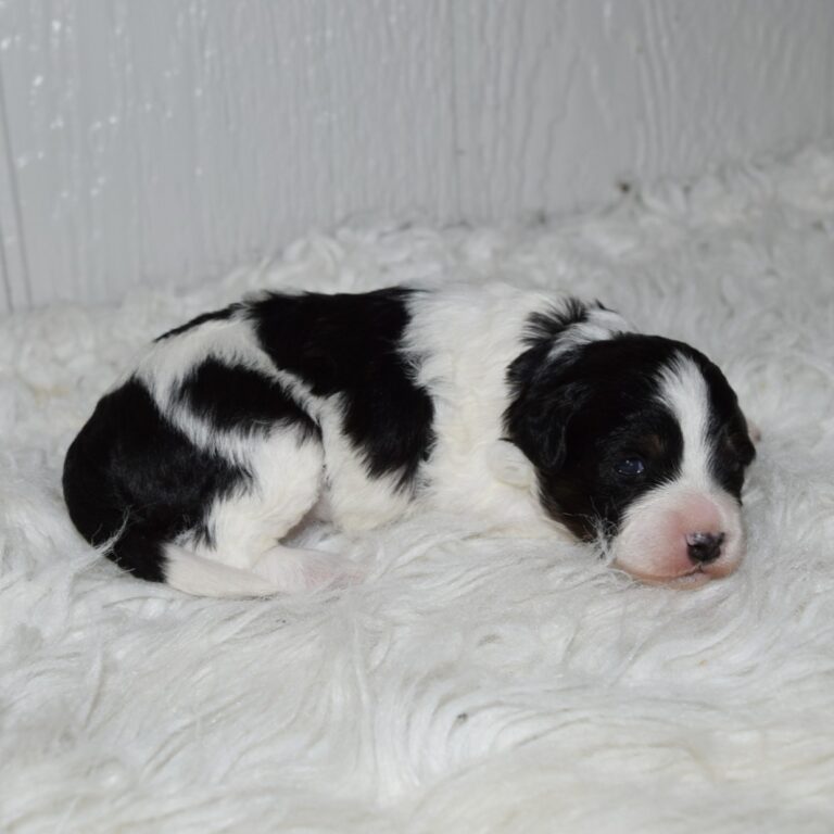 Violet is our F1b Tiny (micro-mini) black tri-color Bernedoodle female