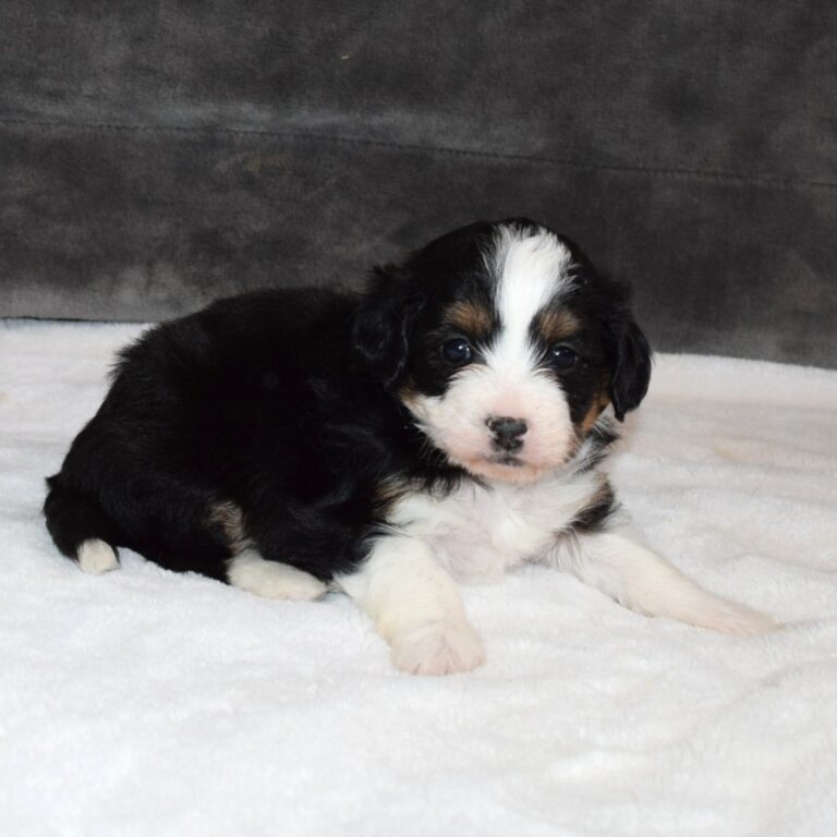 Iris is our F1b Tiny (micro-mini) black tri-color Bernedoodle female