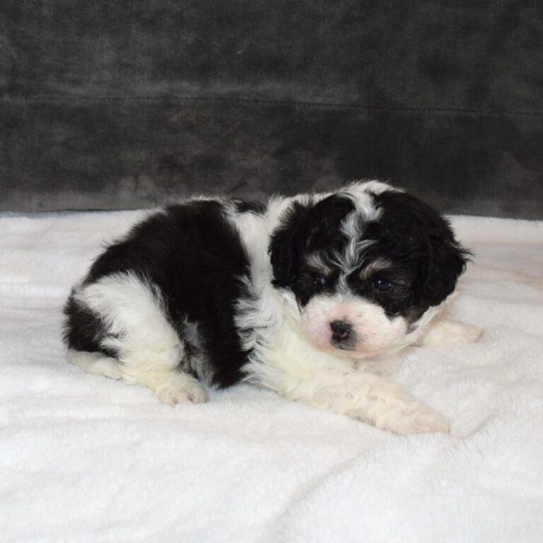 Ridge is our F1b Tiny (micro-mini) black and white tri-color Bernedoodle male