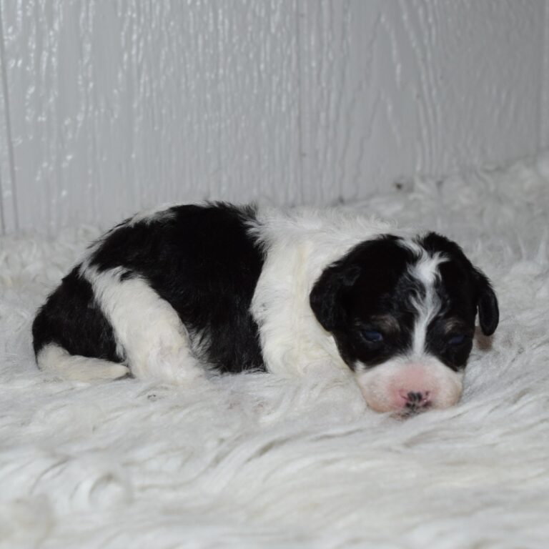 Ridge is our F1b Tiny (micro-mini) black and white tri-color Bernedoodle male