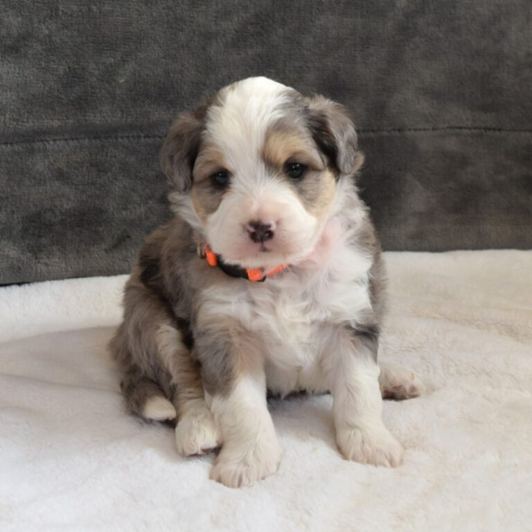 Forest is our F1b Tiny (micro-mini) blue merle tri-color Bernedoodle male