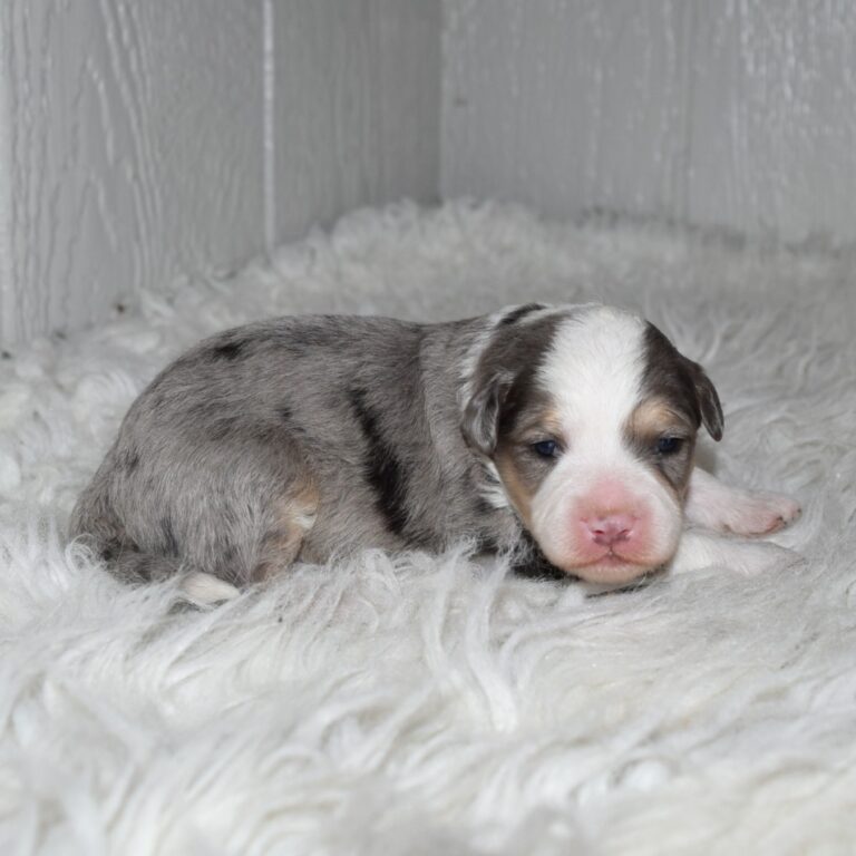 Forest is our F1b Tiny (micro-mini) blue merle tri-color Bernedoodle male