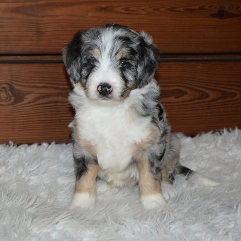 Vayda is our F1 blue merle tri-color standard Bernedoodle female