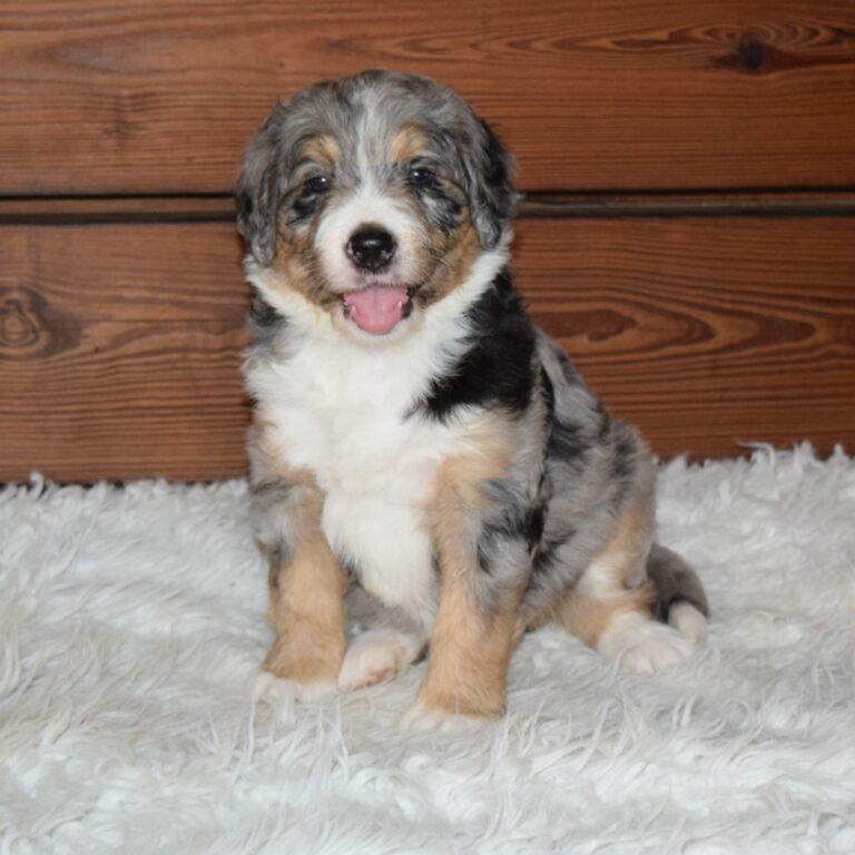 Willow is our F1 blue merle tri-color standard Bernedoodle female