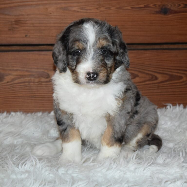 Xyla is our F1 blue merle tri-color standard Bernedoodle female