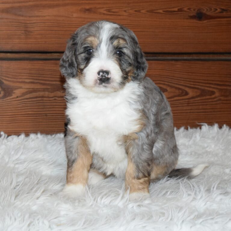 Yasmine is our F1 blue merle tri-color standard Bernedoodle female