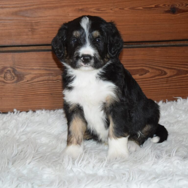 Xaviel is our F1 black tri-color standard Bernedoodle male