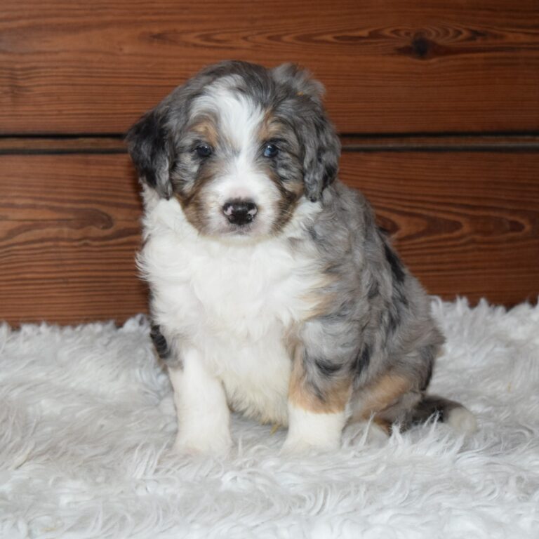 Yakov is an F1 blue merle standard bernedoodle