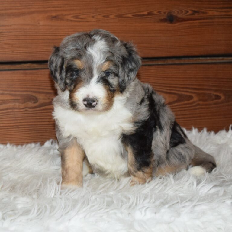 Zuriel is an F1 blue merle standard bernedoodle