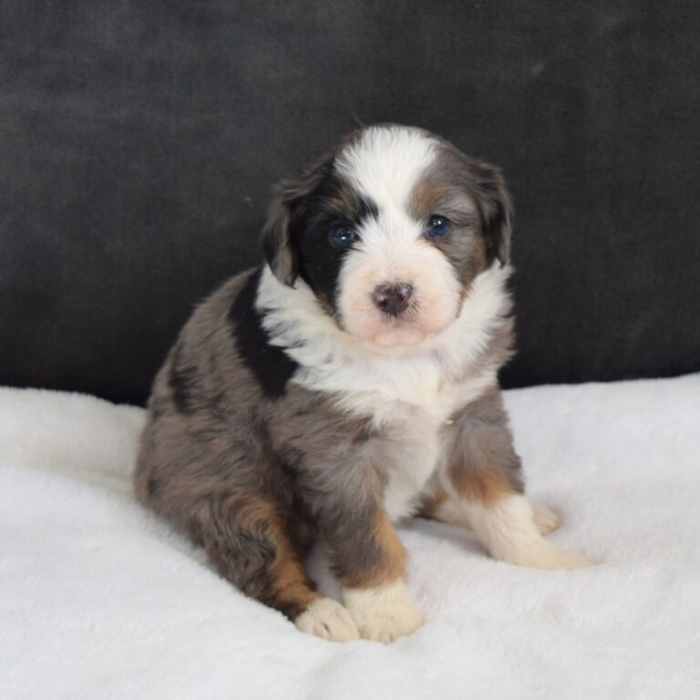 F1b Tiny (micro-mini) blue merle tri-color Bernedoodle female