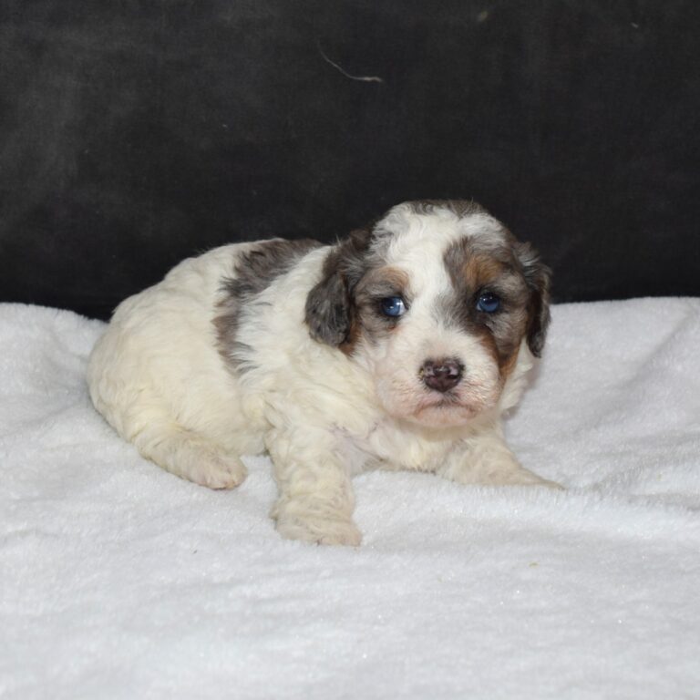 Ruby is our Blue Merle F1b Tiny Micro-mini Bernedoodle female