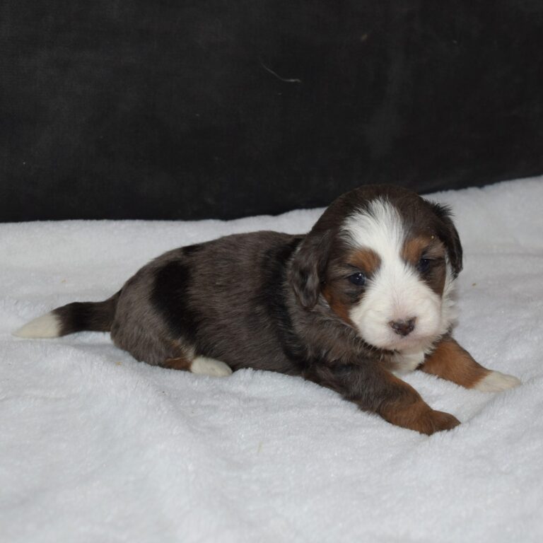 Opal is our Blue Merle F1b Tiny Micro-mini Bernedoodle female