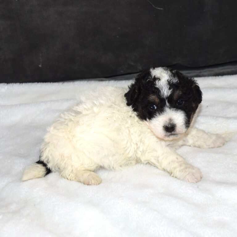 Jasper is our White tri-color F1b Tiny Micro-mini Bernedoodle male