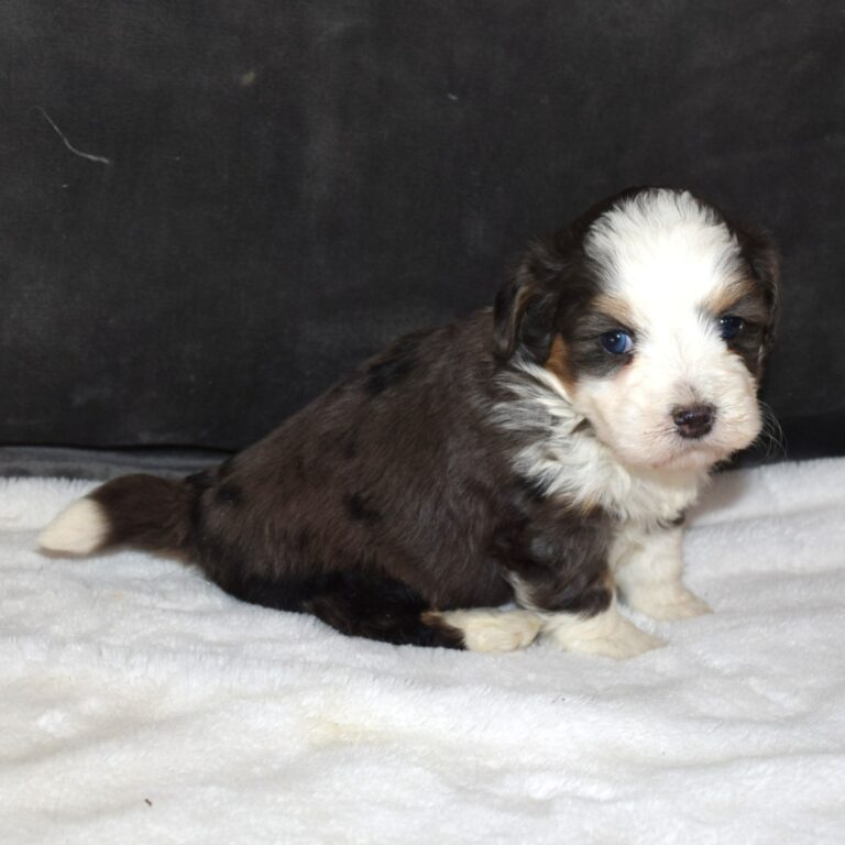 Topaz is our Blue Merle F1b Tiny Micro-mini Bernedoodle male