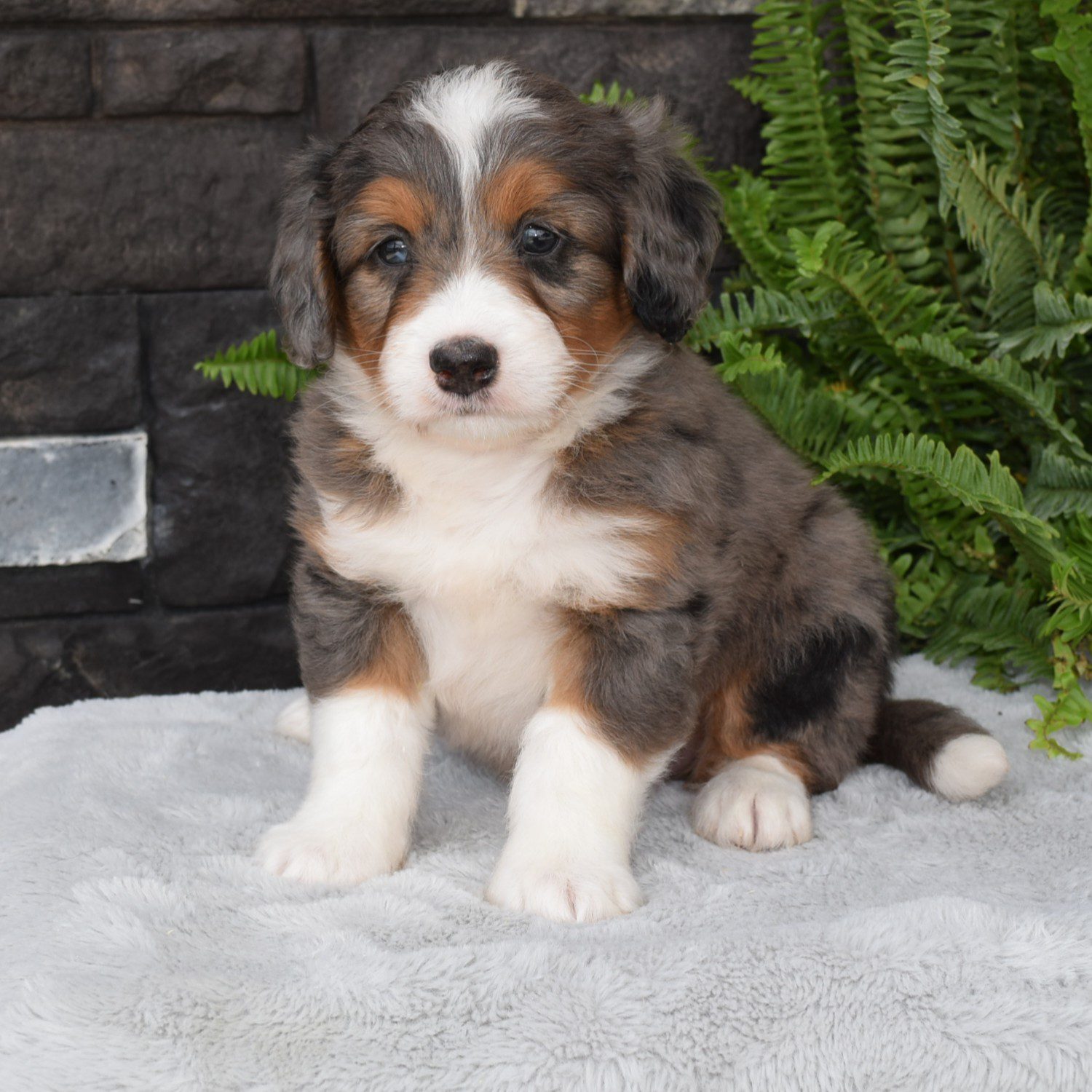 Kia is our F1 Miniature Bernedoodle Blue merle Female