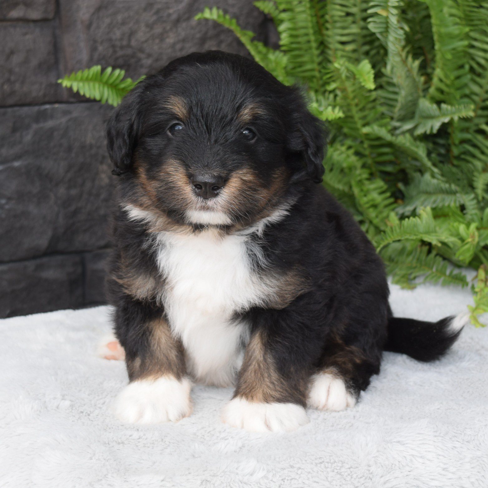 F1 black tri-color miniature Bernedoodle male