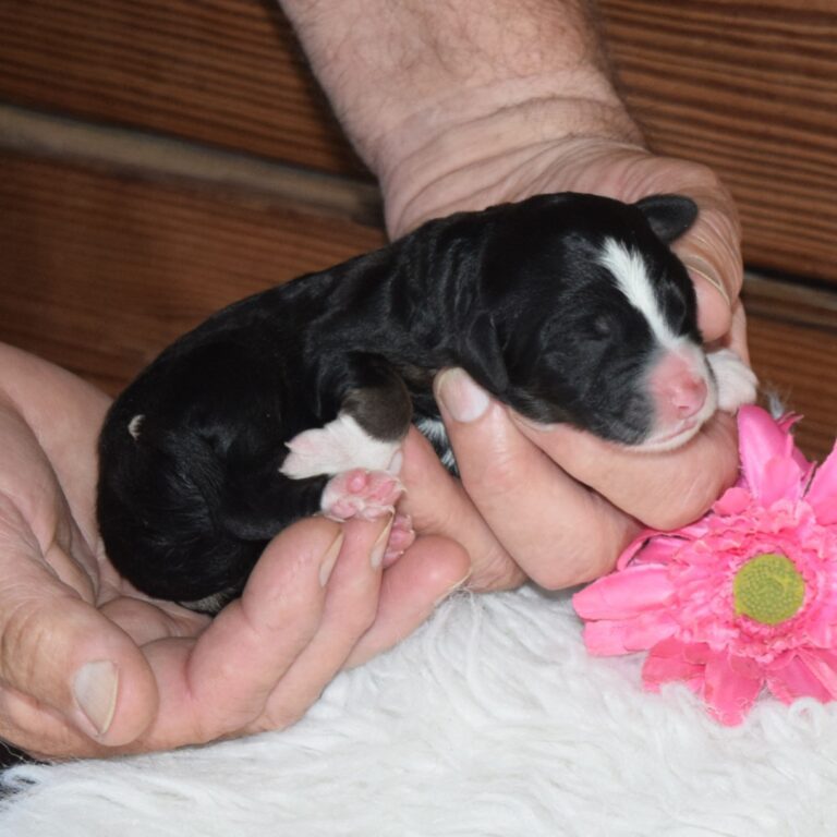 F1 black tri-color standard Bernedoodle female