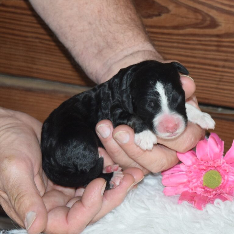F1 black tri-color standard Bernedoodle female
