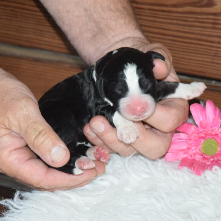 F1 black tri-color standard Bernedoodle female