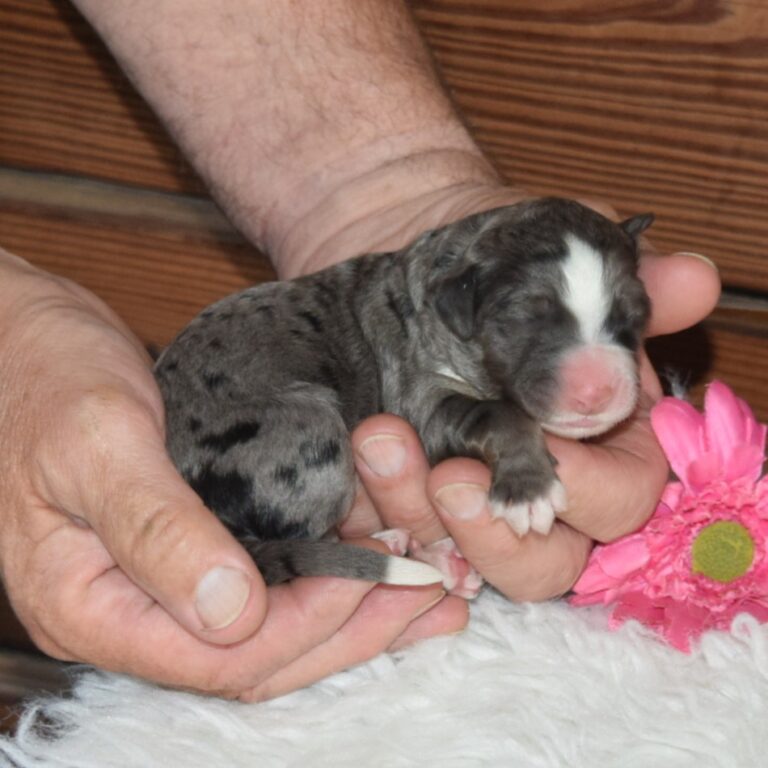 Opal is our F1 blue merle tri-color standard Bernedoodle female