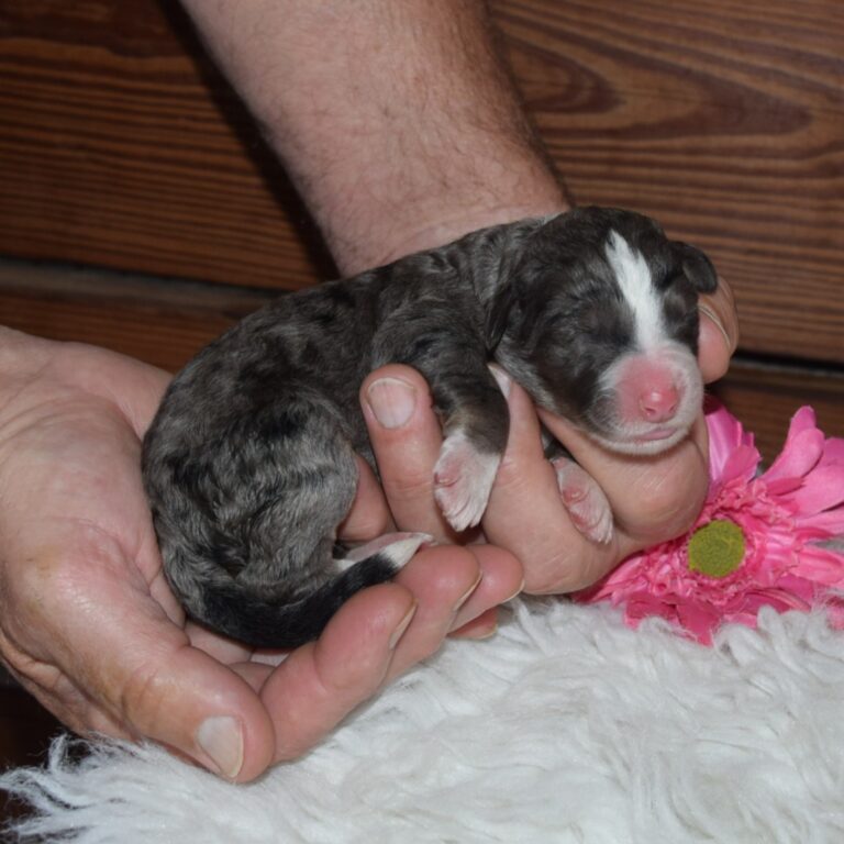 Page is our F1 blue merle tri-color standard Bernedoodle female