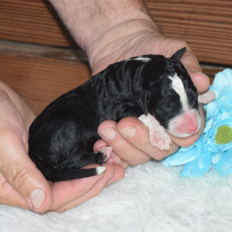 Paul is our F1 black tri-color standard Bernedoodle male