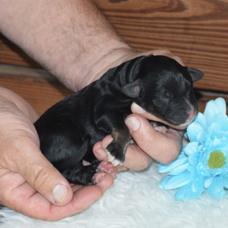 Quin is our F1 black tri-color standard Bernedoodle male