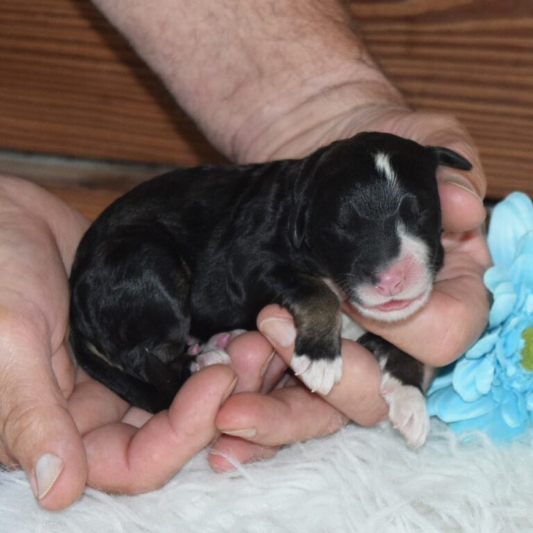 Ryan is our F1 black tri-color standard Bernedoodle male