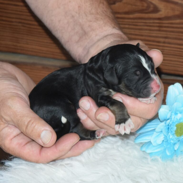 Scot is our F1 black tri-color standard Bernedoodle male