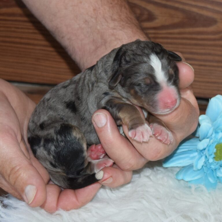 F1 miniature blue merle Bernedoodle female
