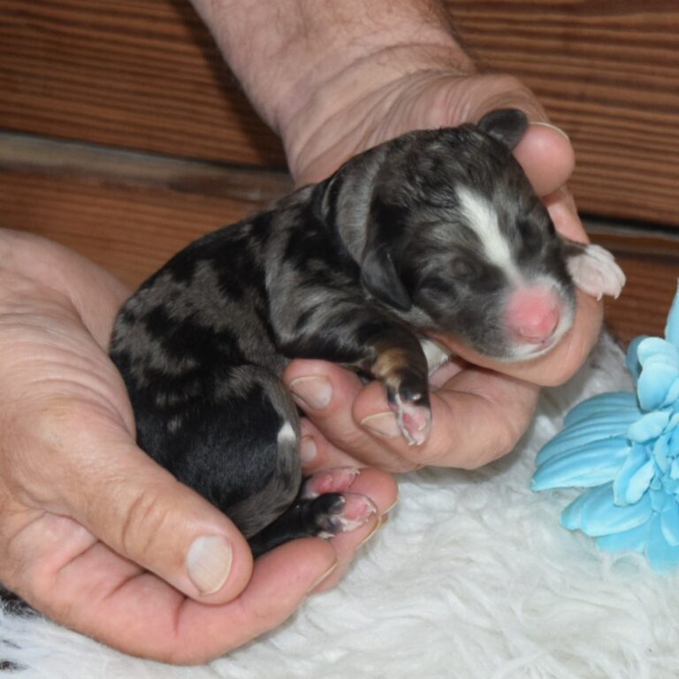 F1 miniature blue merle Bernedoodle male