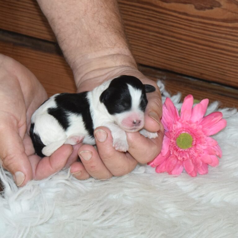 Sage is our F1b Tiny (micro-mini) black tri-color Bernedoodle female