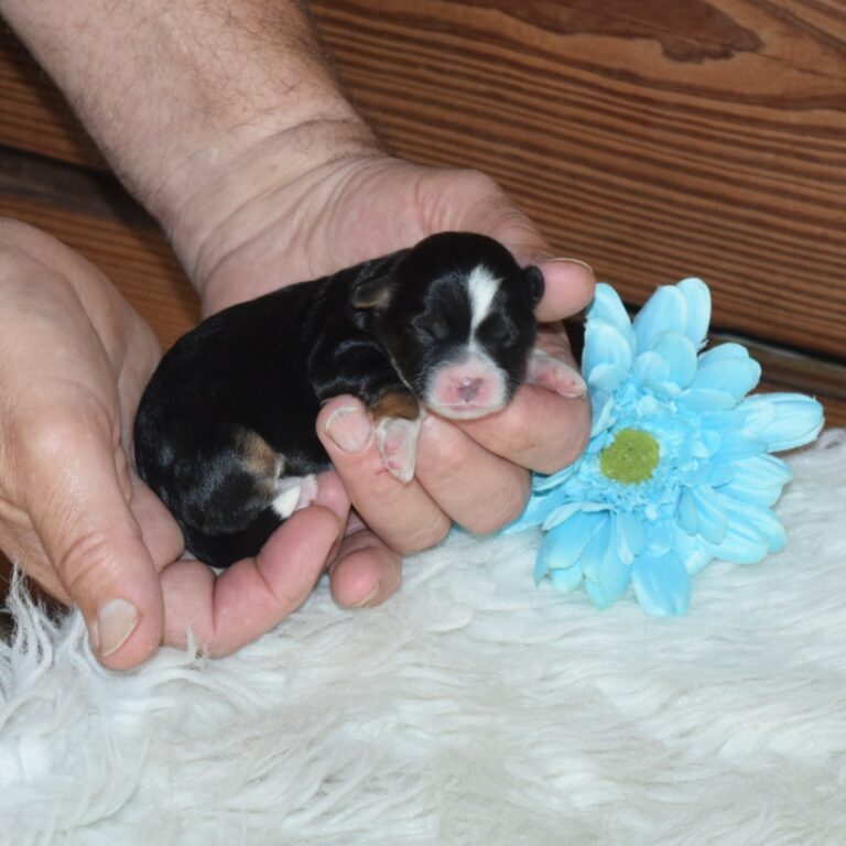 Wells is our F1b Tiny (micro-mini) black tri-color Bernedoodle male
