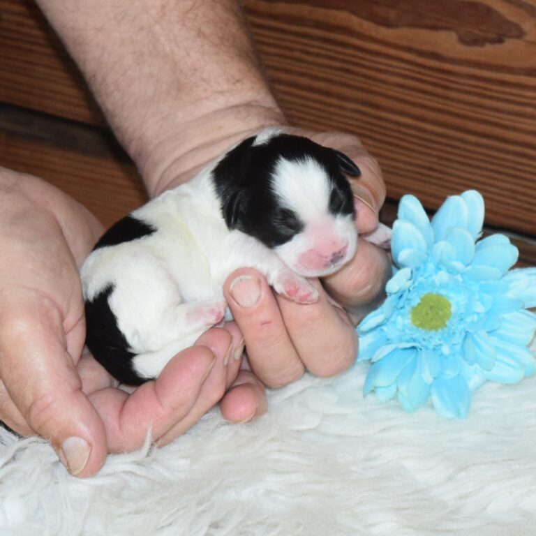 Xanthos is our F1b Tiny (micro-mini) black tri-color Bernedoodle male